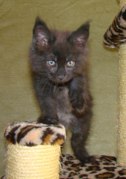     Catsvill County!   !    !       !!!    Catsvill County +7-926-544-74-09     .   ,   ,   ,    ,   ,  ,     ,   -,    ,   !